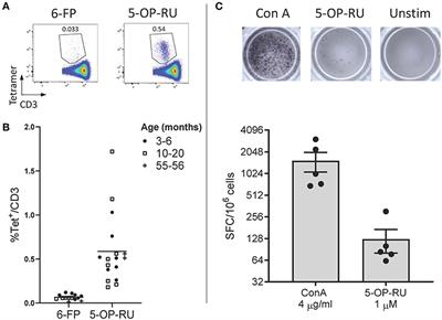 Identification and Phenotype of MAIT Cells in Cattle and Their Response to Bacterial Infections